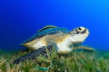   Turtle looks feeding  